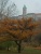 A Várnegyed Kapisztrán tornya a Vérmezőröl őszi sárguló vörösfenyővel-Guba Zsuzsanna