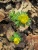 A hunyorfélékhez tartozó téltemető virága-Guba Zsuzsanna