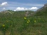 Tavaszi héricsek tömege áprilisban az Odvas-hegy oldalában, háttérben a Csíki-hegyek (Zeke Tamás)