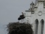 Fehér gólya fészek Tiszavasváriban (Zeke Tamás)
