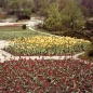 Gellért-hegy - Jubileumi park, tulipános kiültetés