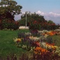 Gellért-hegy - egynyári virágkiültetés - '90-es évek