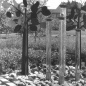 Megyék kertje 1973